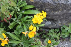 Erysimum cheiri (1200 x 800)